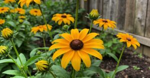 Rudbekia: uprawa, pielęgnacja i sadzenie – kompleksowy przewodnik
