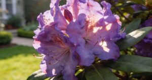 Kiedy nawozić rododendrony – kompleksowy poradnik dla ogrodnika