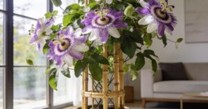 Passiflora: Kompleksowy Przewodnik po Uprawie i Pielęgnacji