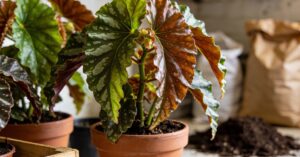 Begonia dragon zimowanie: Kompleksowy przewodnik krok po kroku