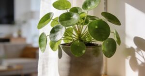 Kwiat pieniążek jak kwitnie? Pilea to modna roślina dla miłośników.