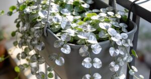 Dichondra ile sadzonek do doniczki, by stworzyć srebrzysty balkon?