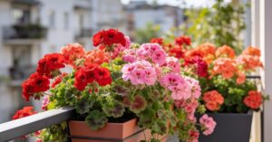 Pelargonia Calliope: odmiany, które przetrwają każde warunki w ogrodzie