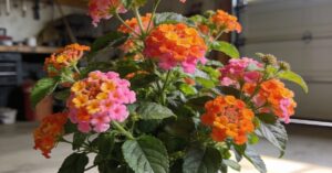 Lantana zimowanie: Kompleksowy przewodnik krok po kroku