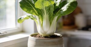 Kapusta pak choi: kompleksowy przewodnik po uprawie i pielęgnacji