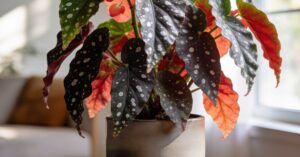 Begonia koralowa (tamaya): uprawa i pielęgnacja begonii plamistej